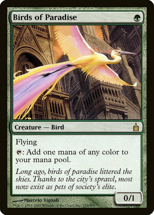 Birds of Paradise [RAV - 153]