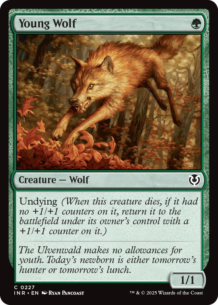 Young Wolf [INR - 227]